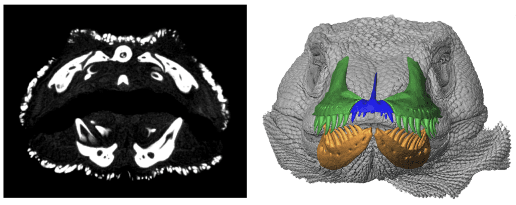 CT scan cross-section of early Permian fossil specimen showing internal dental structures
