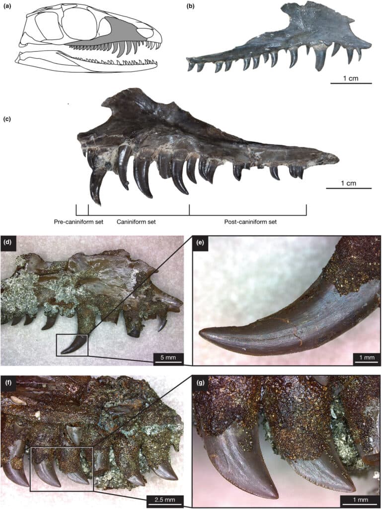 Illustration of Mesenosaurus efremovi showing size and shape heterodonty