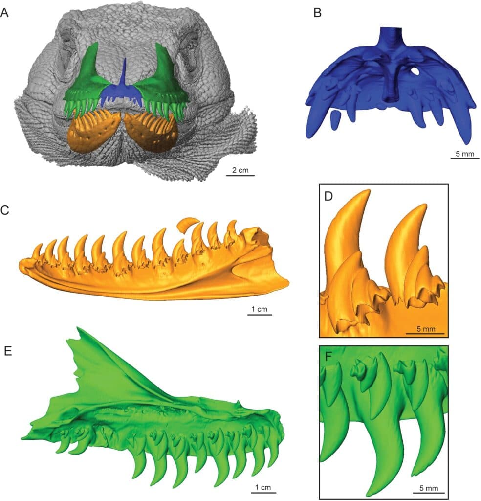 Scientific illustration of Komodo dragon ontogenetic tooth changes